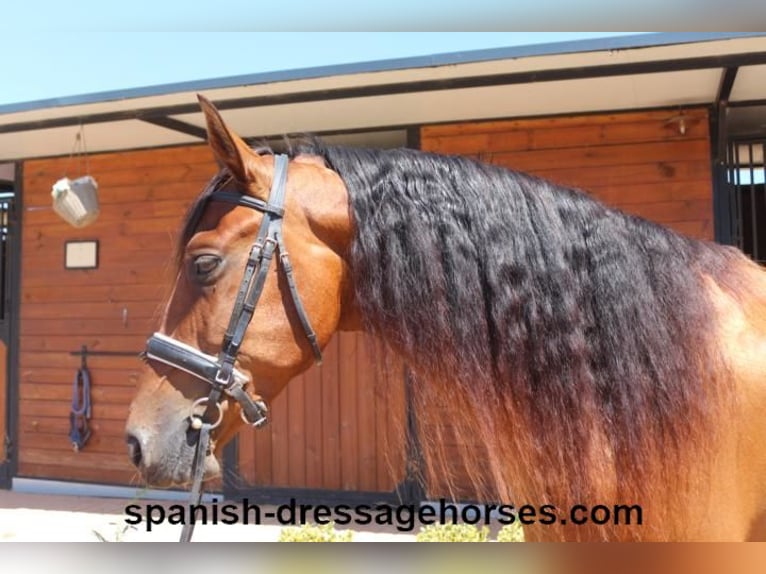 PRE Mestizo Caballo castrado 6 años 164 cm Castaño in Barcelona