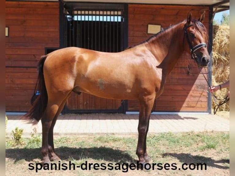 PRE Mestizo Caballo castrado 6 años 164 cm Castaño in Barcelona