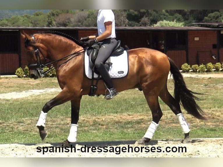 PRE Mestizo Caballo castrado 6 años 164 cm Castaño in Barcelona