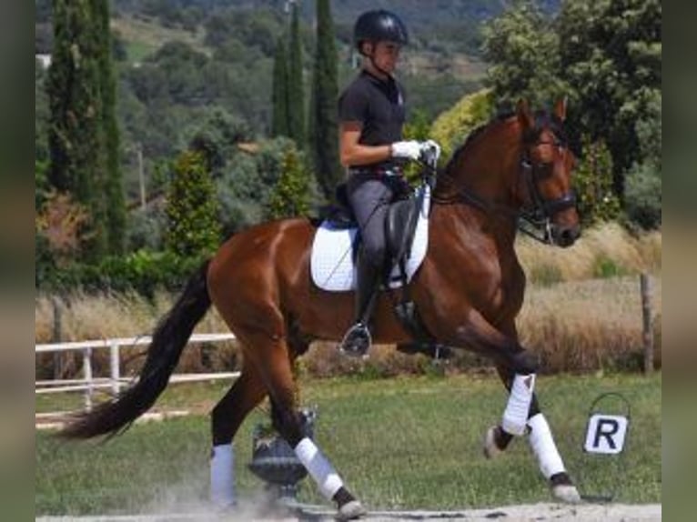 PRE Mestizo Caballo castrado 6 años 164 cm Castaño rojizo in BARCELONA