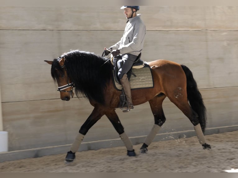 PRE Caballo castrado 6 años 164 cm Castaño rojizo in Salamanca