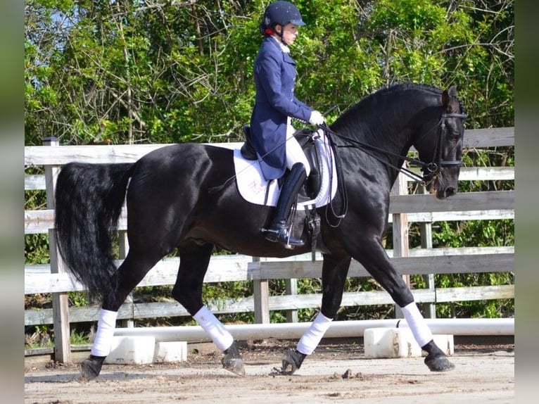 PRE Mestizo Caballo castrado 6 años 164 cm Negro in Sch&#xFC;lp bei Nortorf