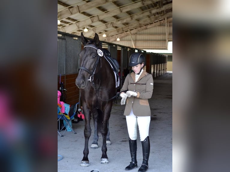 PRE Mestizo Caballo castrado 6 años 164 cm Negro in Sch&#xFC;lp bei Nortorf