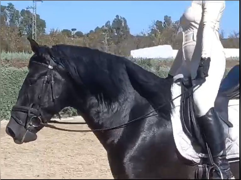 PRE Mestizo Caballo castrado 6 años 164 cm Negro in Huelva