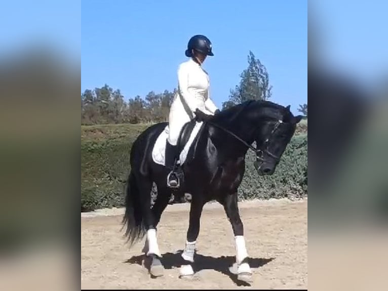 PRE Mestizo Caballo castrado 6 años 164 cm Negro in Huelva