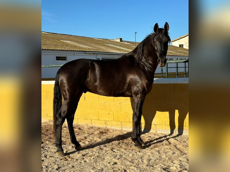 PRE Mestizo Caballo castrado 6 años 164 cm Negro in Hamburg