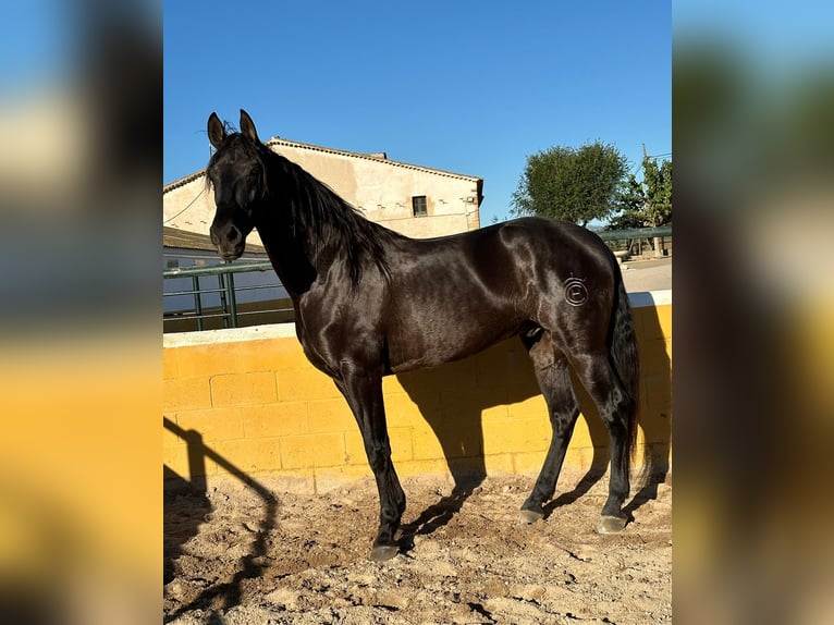 PRE Mestizo Caballo castrado 6 años 164 cm Negro in Hamburg