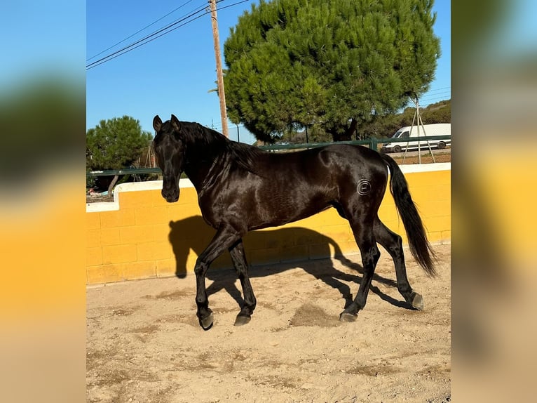 PRE Mestizo Caballo castrado 6 años 164 cm Negro in Hamburg