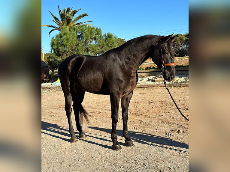 PRE Mestizo Caballo castrado 6 años 164 cm Negro in Hamburg