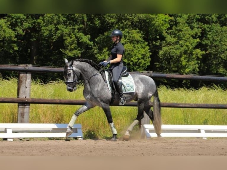 PRE Mestizo Caballo castrado 6 años 164 cm Tordo in Neustadt (Wied)