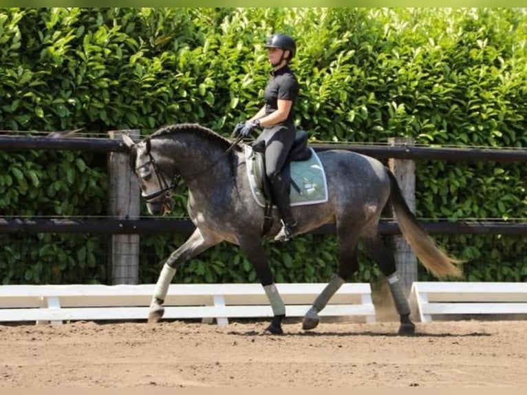 PRE Mestizo Caballo castrado 6 años 164 cm Tordo in Neustadt (Wied)