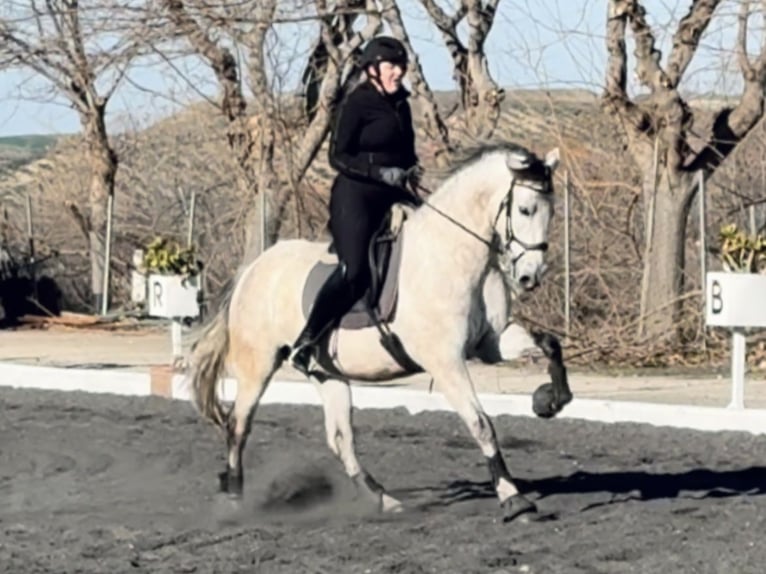 PRE Mestizo Caballo castrado 6 años 164 cm Tordo in Coín, Málaga