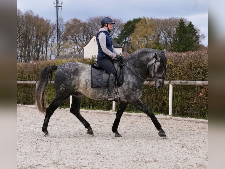 PRE Mestizo Caballo castrado 6 años 164 cm Tordo in Neustadt (Wied)