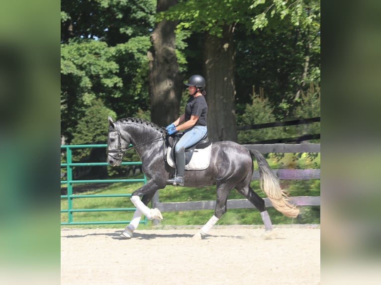 PRE Mestizo Caballo castrado 6 años 164 cm Tordo in Groesbeek