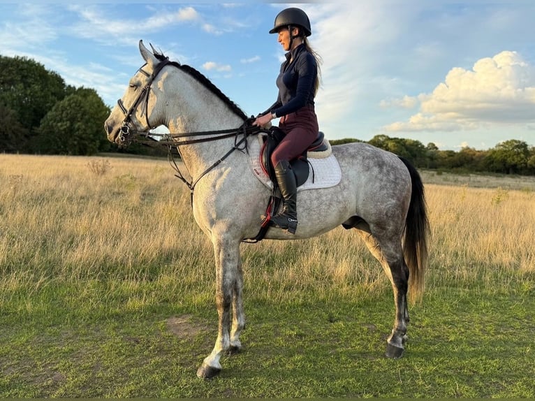 PRE Mestizo Caballo castrado 6 años 164 cm Tordo in Kochanowo