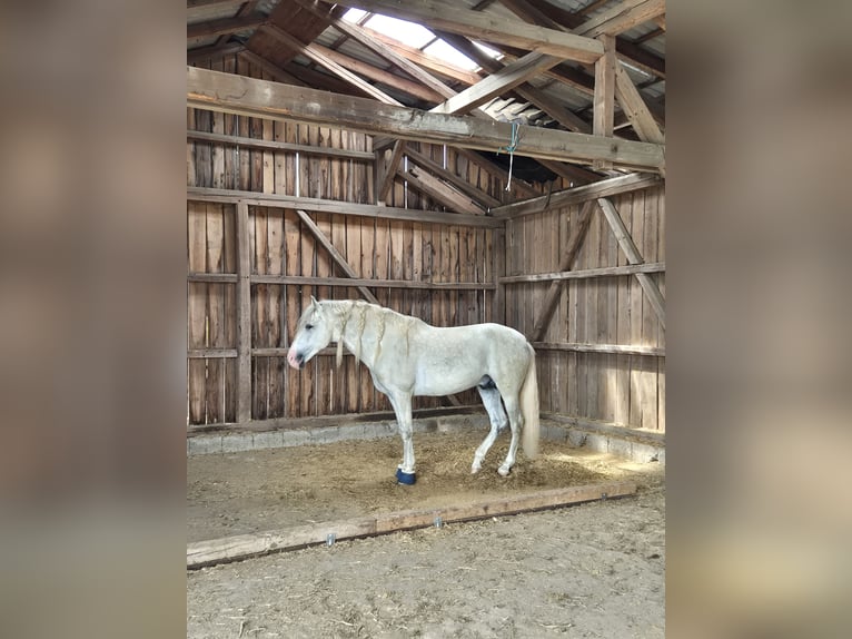 PRE Caballo castrado 6 años 164 cm Tordo in Gefrees