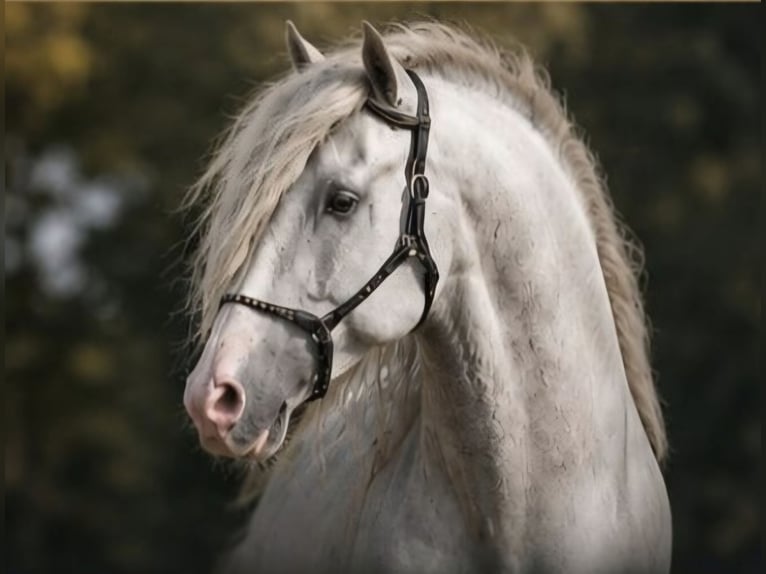 PRE Caballo castrado 6 años 164 cm Tordo in Gefrees