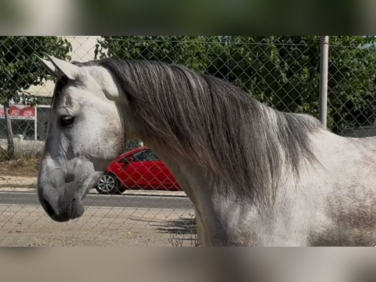 PRE Mestizo Caballo castrado 6 años 164 cm Tordo in Barcelona