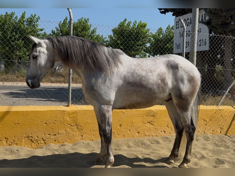 PRE Mestizo Caballo castrado 6 años 164 cm Tordo in Barcelona
