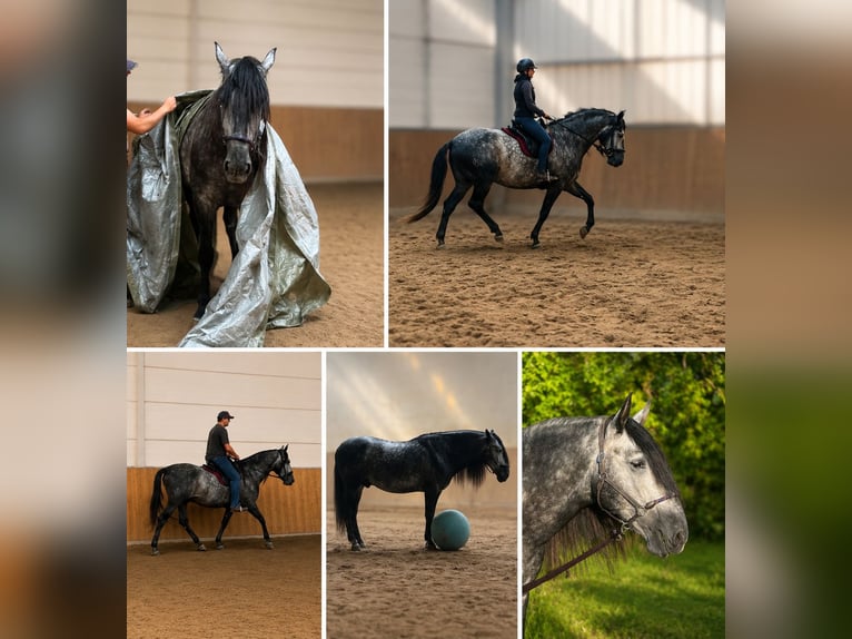 PRE Caballo castrado 6 años 164 cm Tordo in Magdeburg