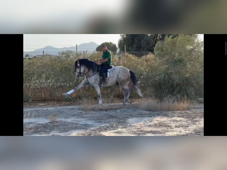 PRE Mestizo Caballo castrado 6 años 164 cm Tordo in Sutullena