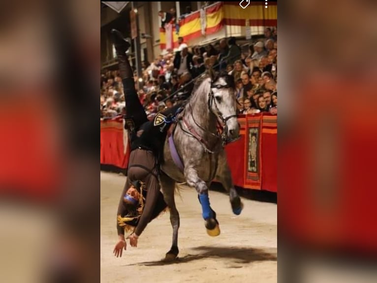 PRE Caballo castrado 6 años 164 cm Tordo in Sutullena