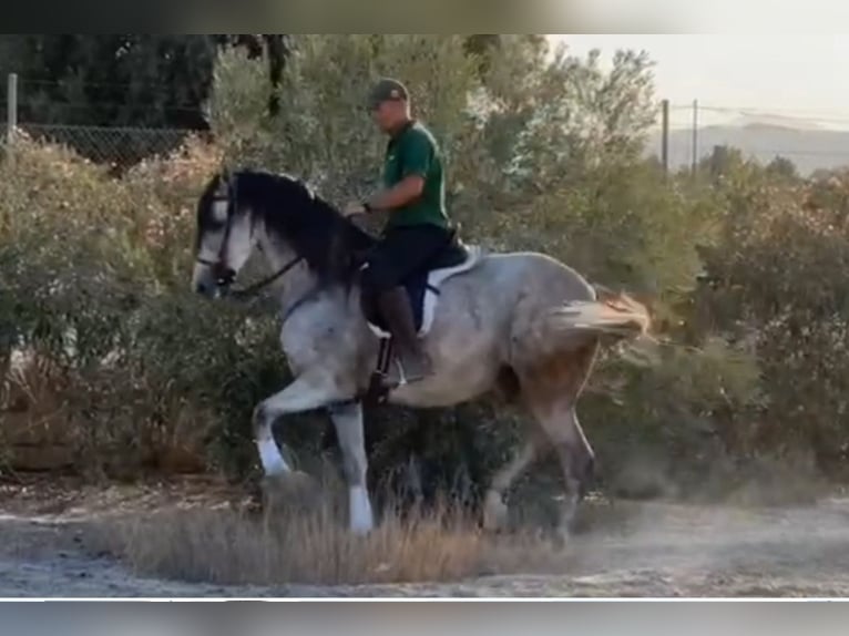 PRE Mestizo Caballo castrado 6 años 164 cm Tordo in Sutullena