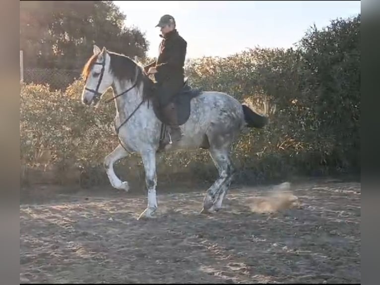 PRE Caballo castrado 6 años 164 cm Tordo in Sutullena