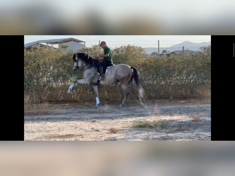 PRE Mestizo Caballo castrado 6 años 164 cm Tordo in Sutullena