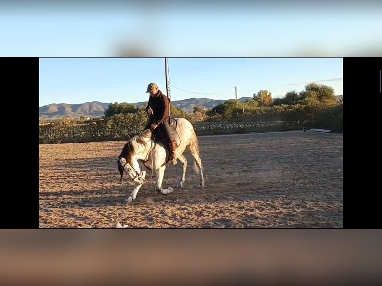 PRE Caballo castrado 6 años 164 cm Tordo in Sutullena