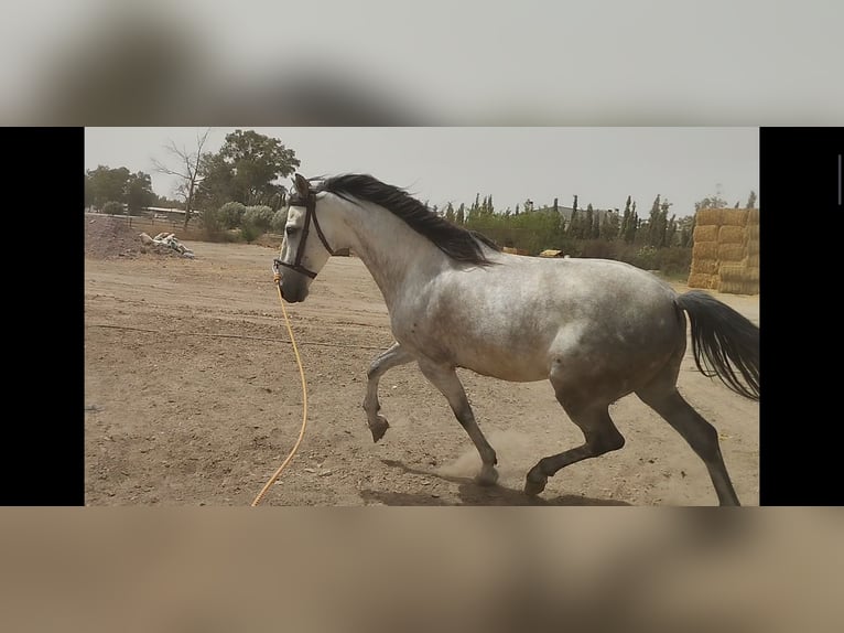 PRE Mestizo Caballo castrado 6 años 164 cm Tordo in Sutullena