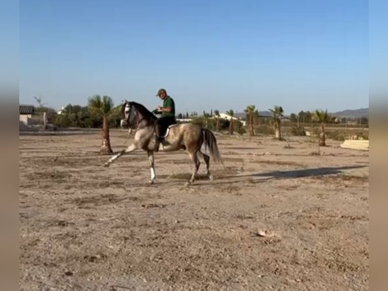 PRE Mestizo Caballo castrado 6 años 164 cm Tordo in Sutullena