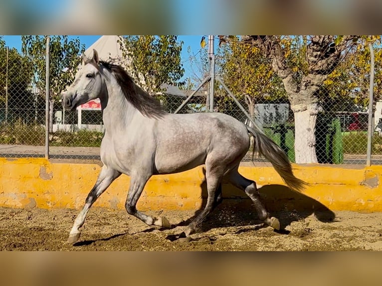 PRE Mestizo Caballo castrado 6 años 164 cm Tordo rodado in Martfeld