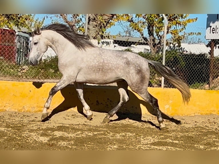 PRE Mestizo Caballo castrado 6 años 164 cm Tordo rodado in Martfeld