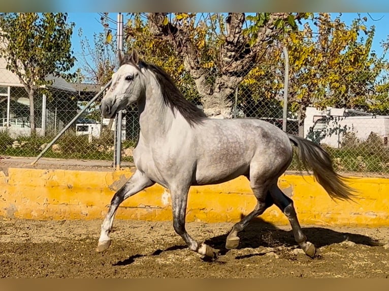 PRE Mestizo Caballo castrado 6 años 164 cm Tordo rodado in Martfeld