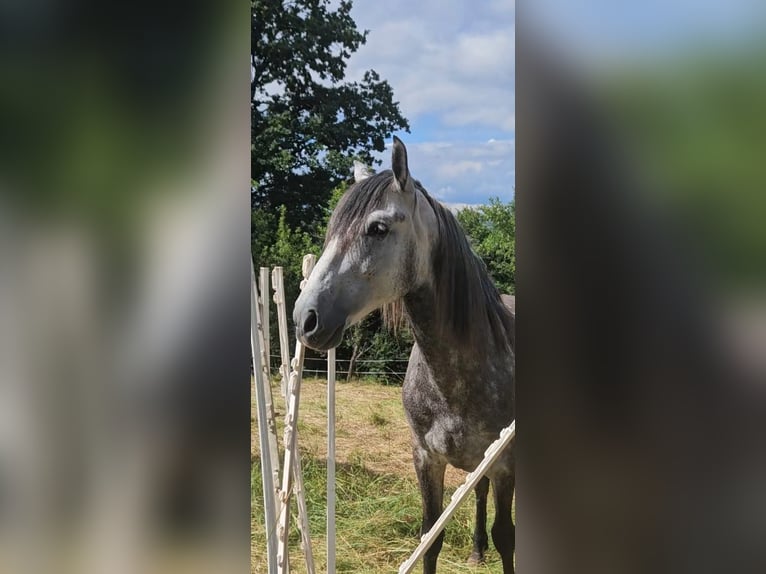 PRE Mestizo Caballo castrado 6 años 164 cm Tordo rodado in Waldeck