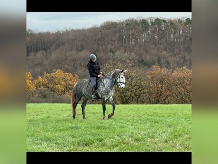 PRE Mestizo Caballo castrado 6 años 164 cm Tordo rodado in Waldeck