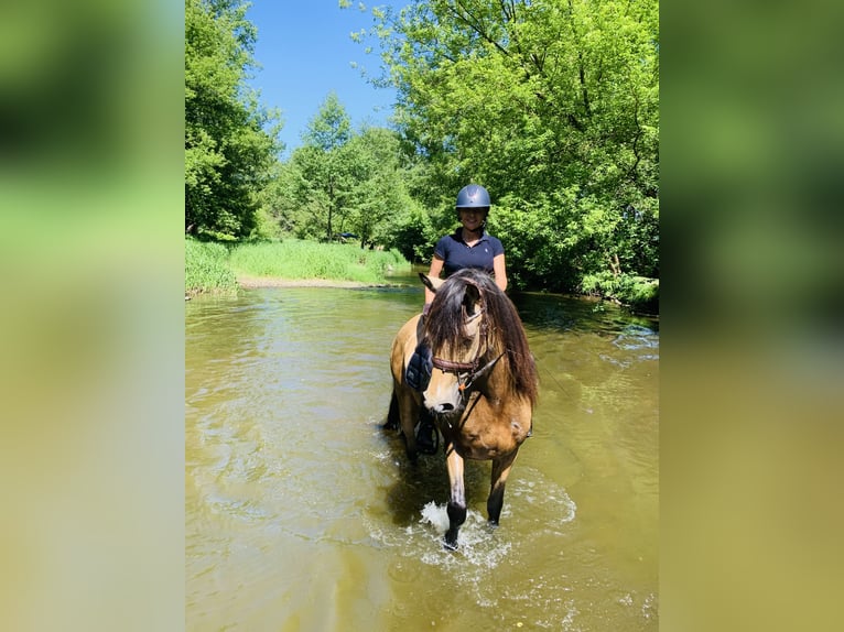 PRE Mestizo Caballo castrado 6 años 165 cm Bayo in Lubice