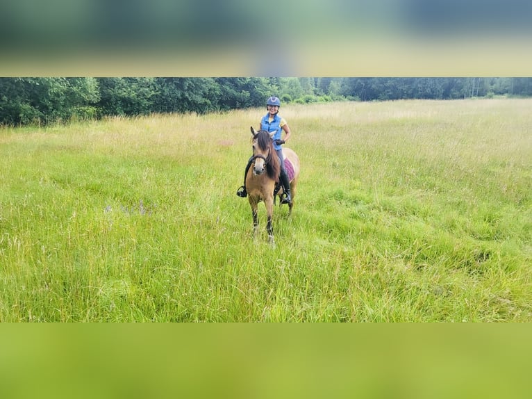 PRE Mestizo Caballo castrado 6 años 165 cm Bayo in Otwock