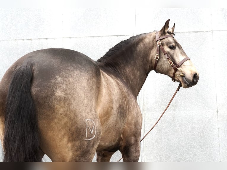 PRE Mestizo Caballo castrado 6 años 165 cm Buckskin/Bayo in Dessel