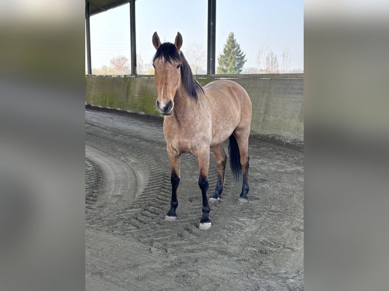 PRE Mestizo Caballo castrado 6 años 165 cm  in Cremona