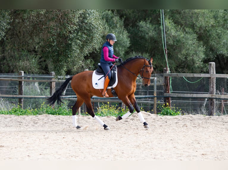 PRE Caballo castrado 6 años 165 cm Castaño in Vejer de la Frontera