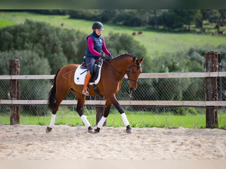 PRE Caballo castrado 6 años 165 cm Castaño in Vejer de la Frontera