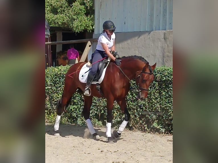 PRE Caballo castrado 6 años 165 cm Castaño in Vejer de la Frontera