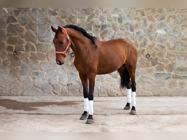 PRE Caballo castrado 6 años 165 cm Castaño in Vejer de la Frontera