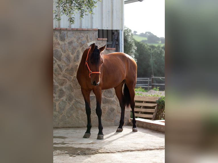 PRE Caballo castrado 6 años 165 cm Castaño in Vejer de la Frontera