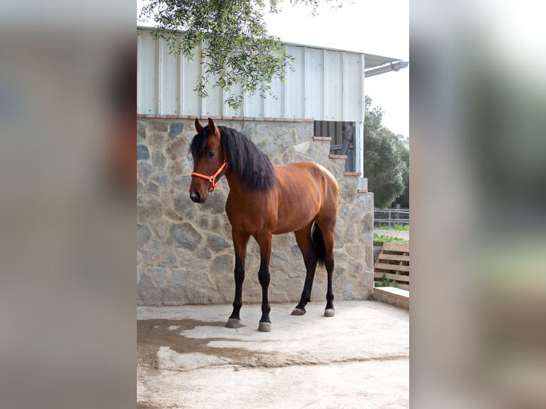 PRE Caballo castrado 6 años 165 cm Castaño in Vejer de la Frontera