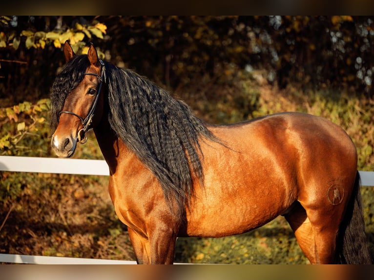 PRE Caballo castrado 6 años 165 cm Castaño in Fischamend