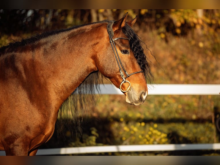 PRE Caballo castrado 6 años 165 cm Castaño in Fischamend