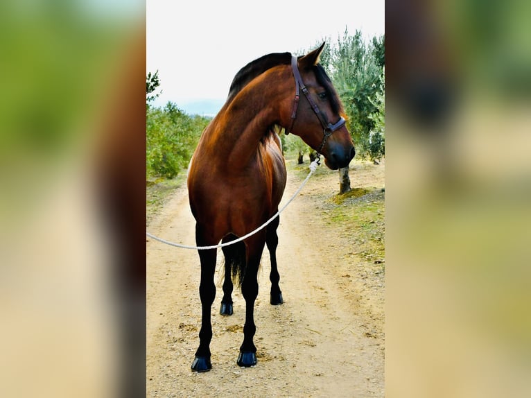 PRE Mestizo Caballo castrado 6 años 165 cm Castaño in Madrid